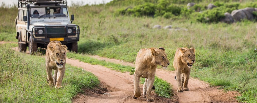 Three young lions walking along a dirt road in front of a safari jeep at Mikumi National Park, Tanzania.
