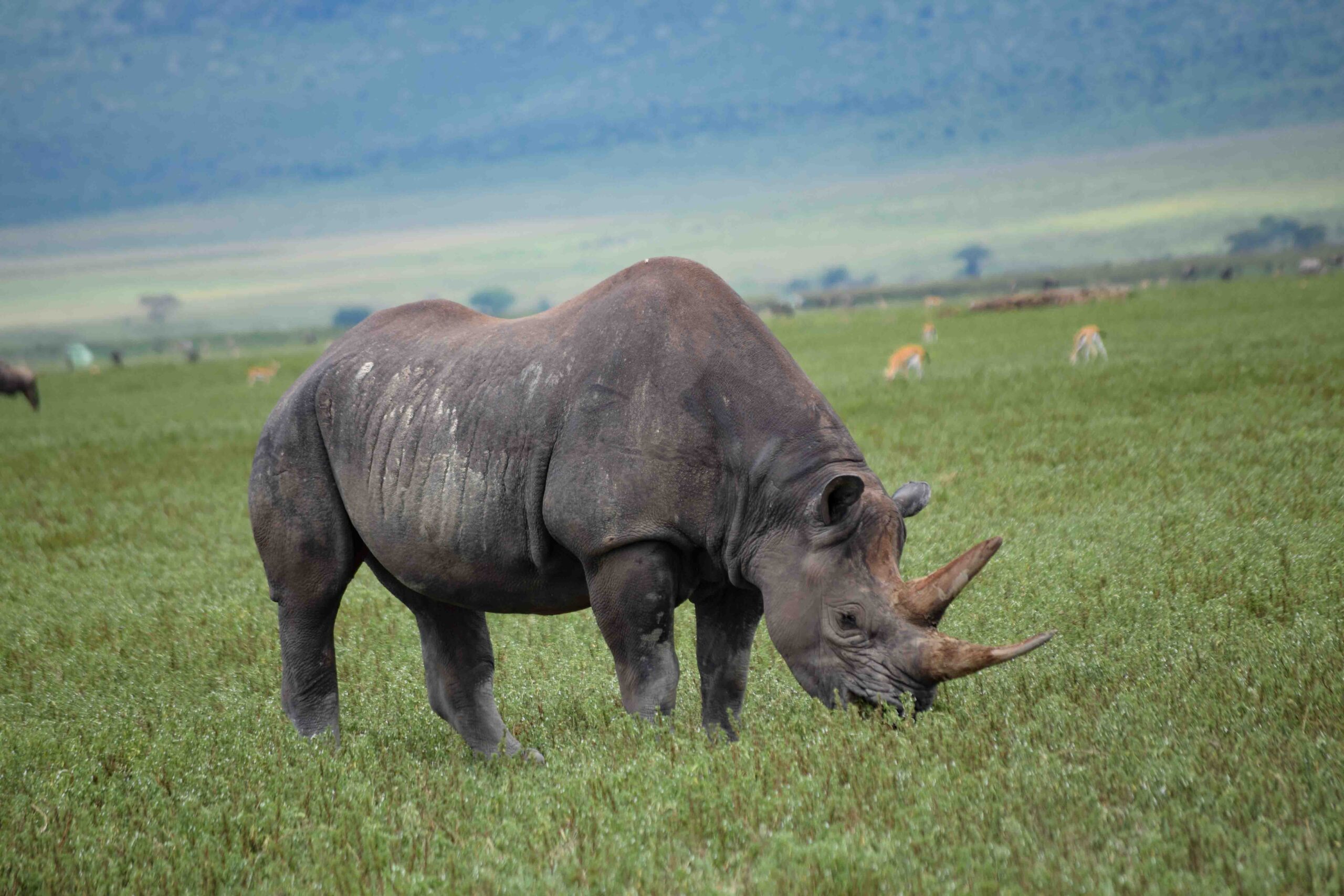 11-Day Tanzania Wildlife & Hiking Safari | Serengeti, Ngorongoro & Kilimanjaro
