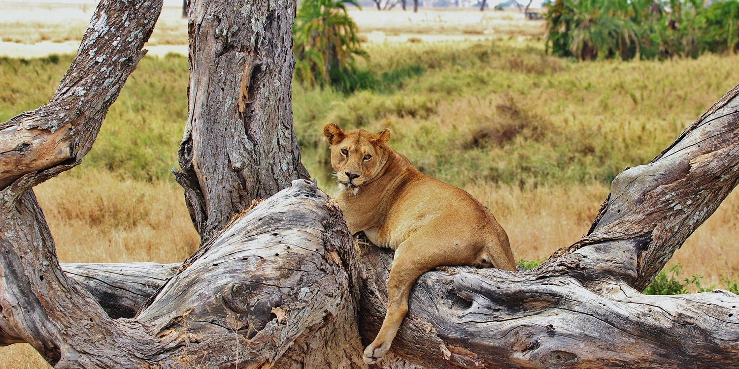4-Day Saadani & Nyerere Safari | The Ultimate Beach to Bush Adventure
