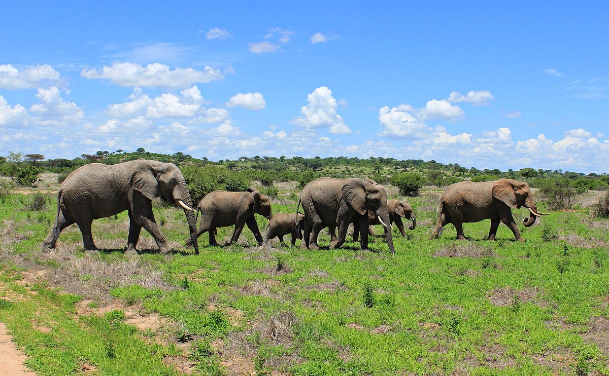 3-Day Luxury Ruaha Honeymoon Safari | Fly-in from Zanzibar