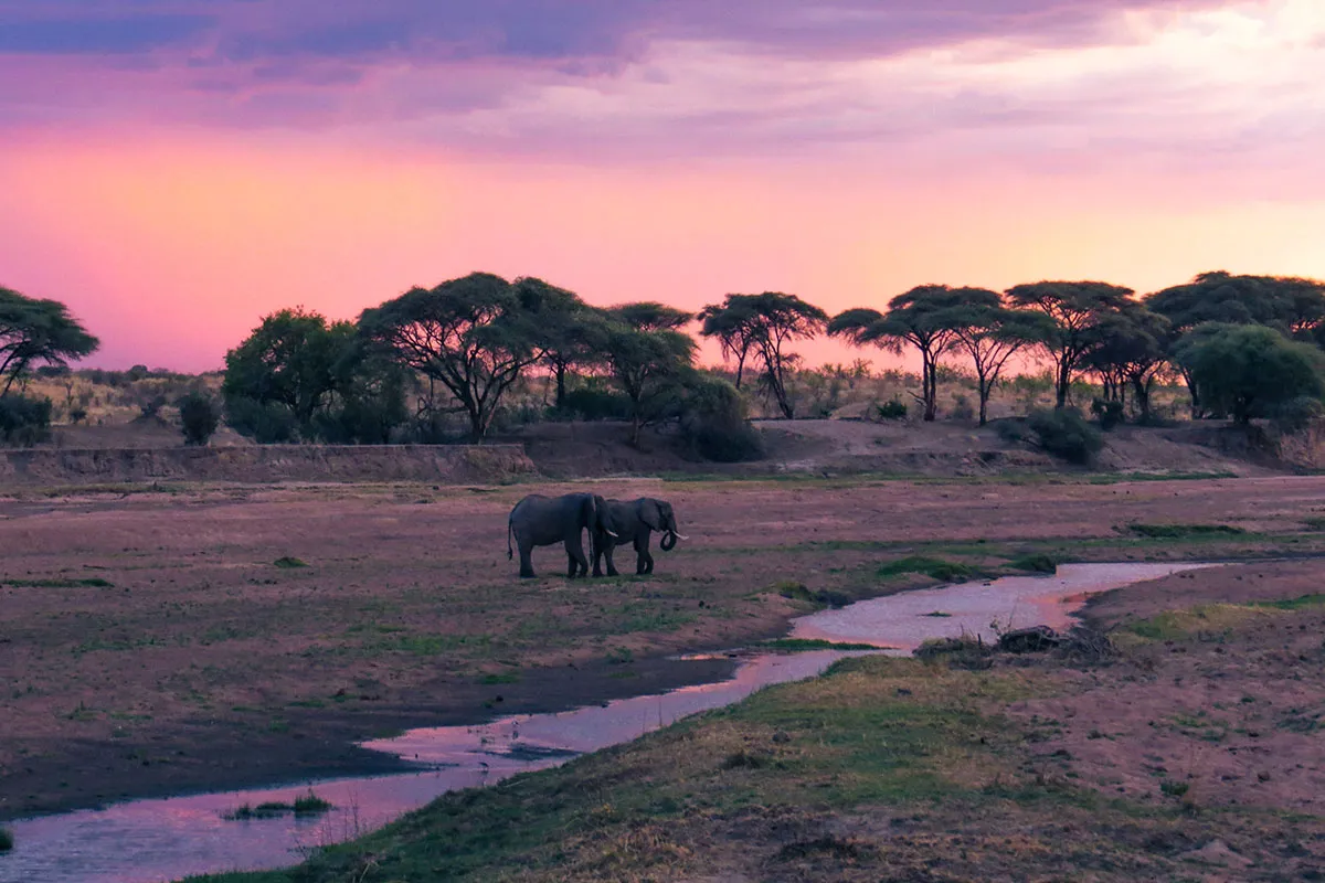 4-Day Mikumi & Ruaha Midrange Safari | Affordable Tanzania Wildlife Adventure