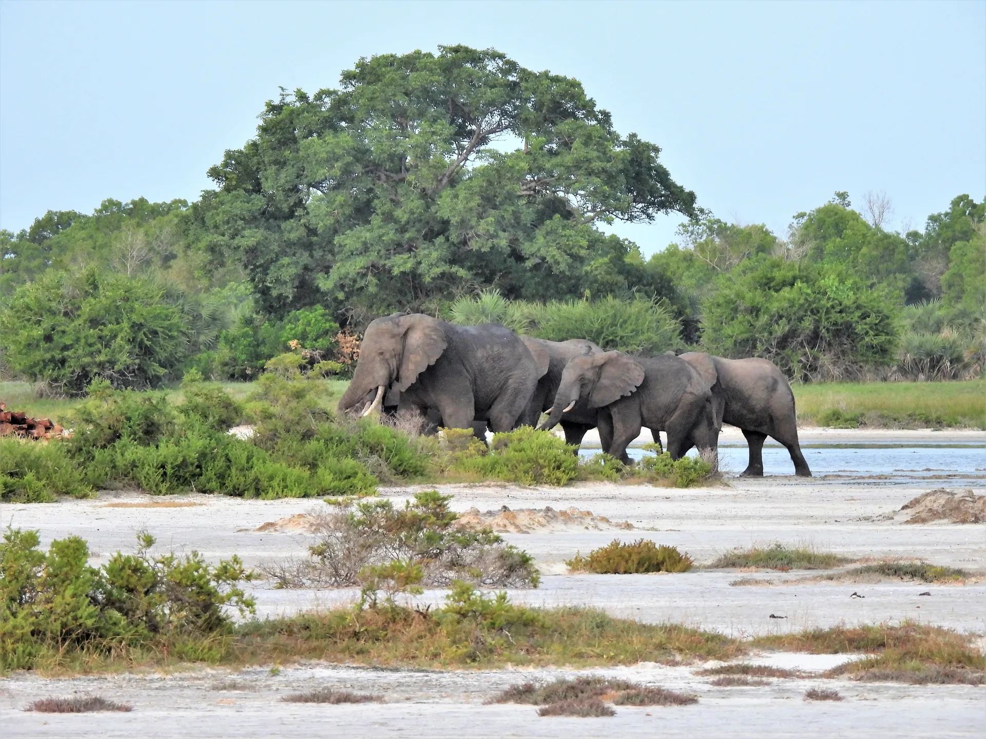 4-Day Saadani & Nyerere Safari | The Ultimate Beach to Bush Adventure