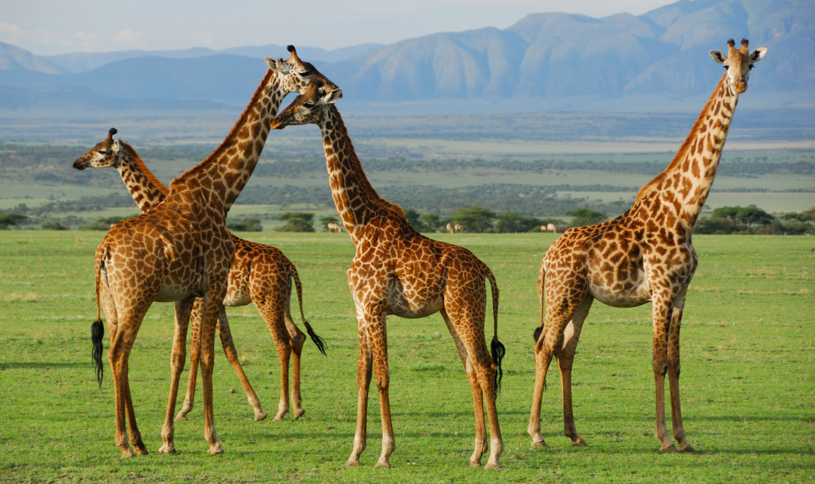 11-Day Tanzania Wildlife & Hiking Safari | Serengeti, Ngorongoro & Kilimanjaro