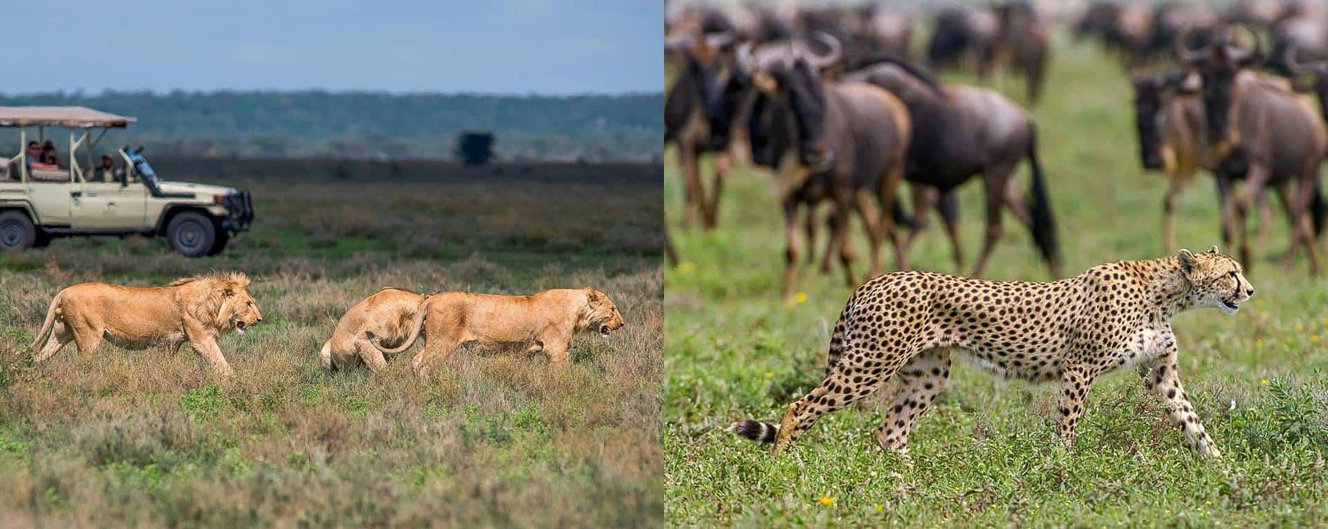 8-Day Tanzania Big 5 Safari & Gombe Chimpanzee Trekking Adventure