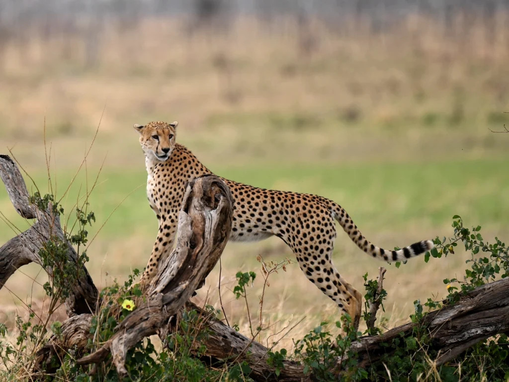 7 Days Kenya Tanzania Honeymoon Safari – Luxury Maasai Mara, Serengeti & Ngorongoro
