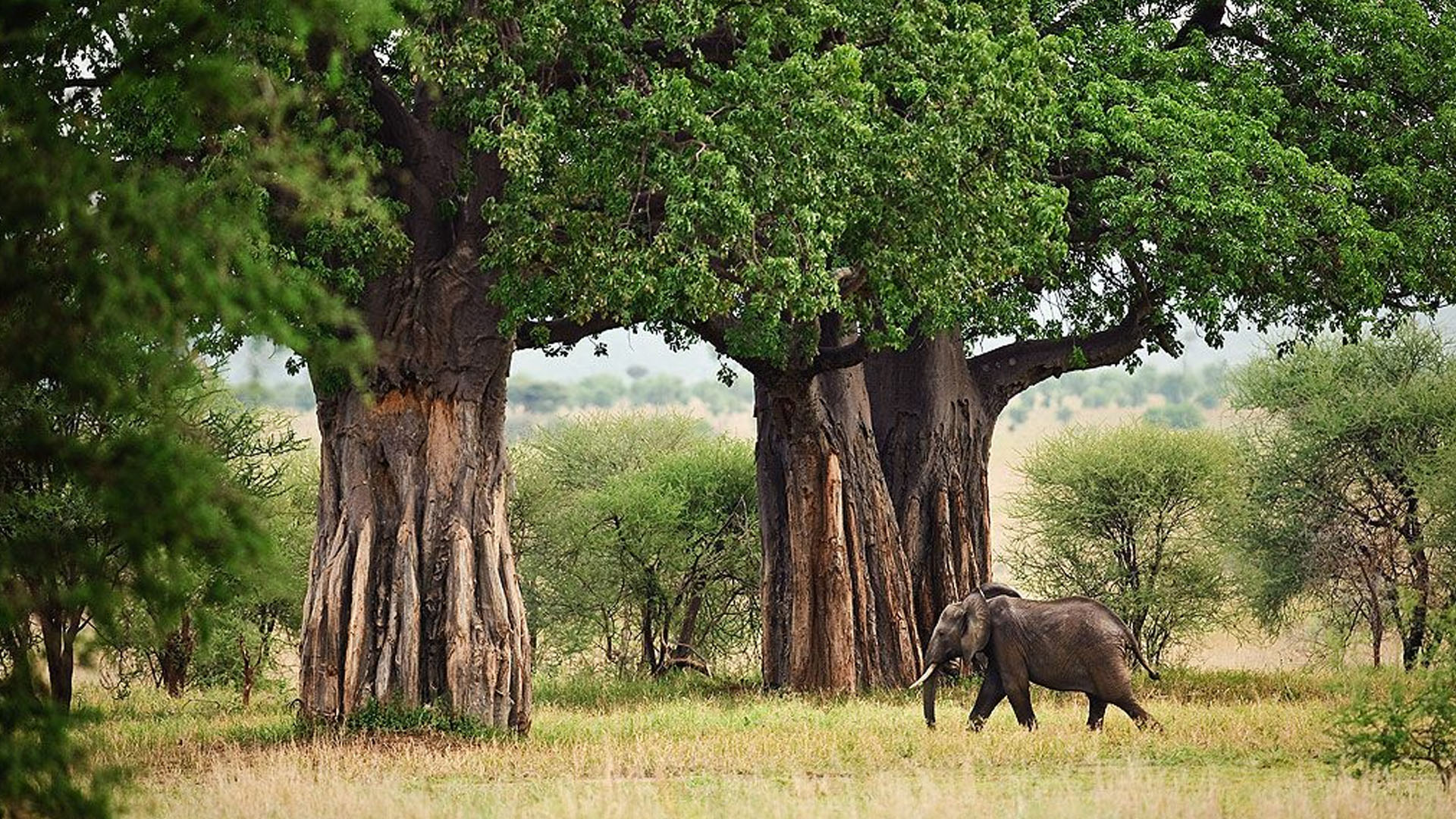 9-Day Ultimate Fly-In Family Safari | Big Five & Great Migration