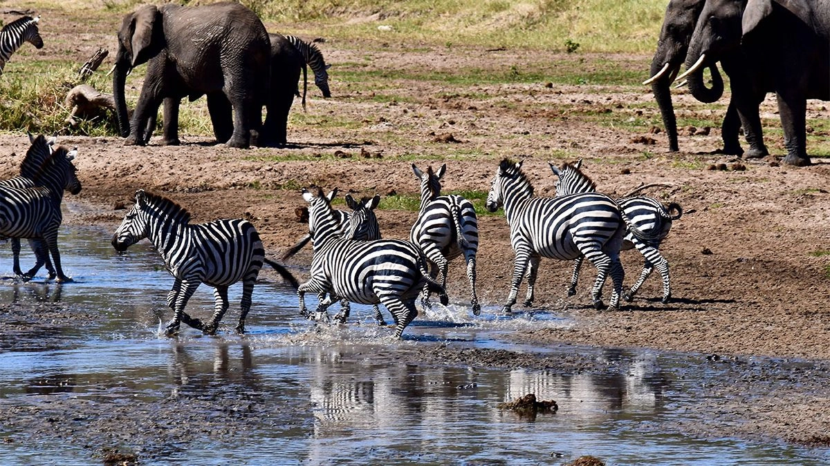 7-Day Tanzania Family Safari|Mkomazi, Materuni Waterfalls & Big 5 Experience