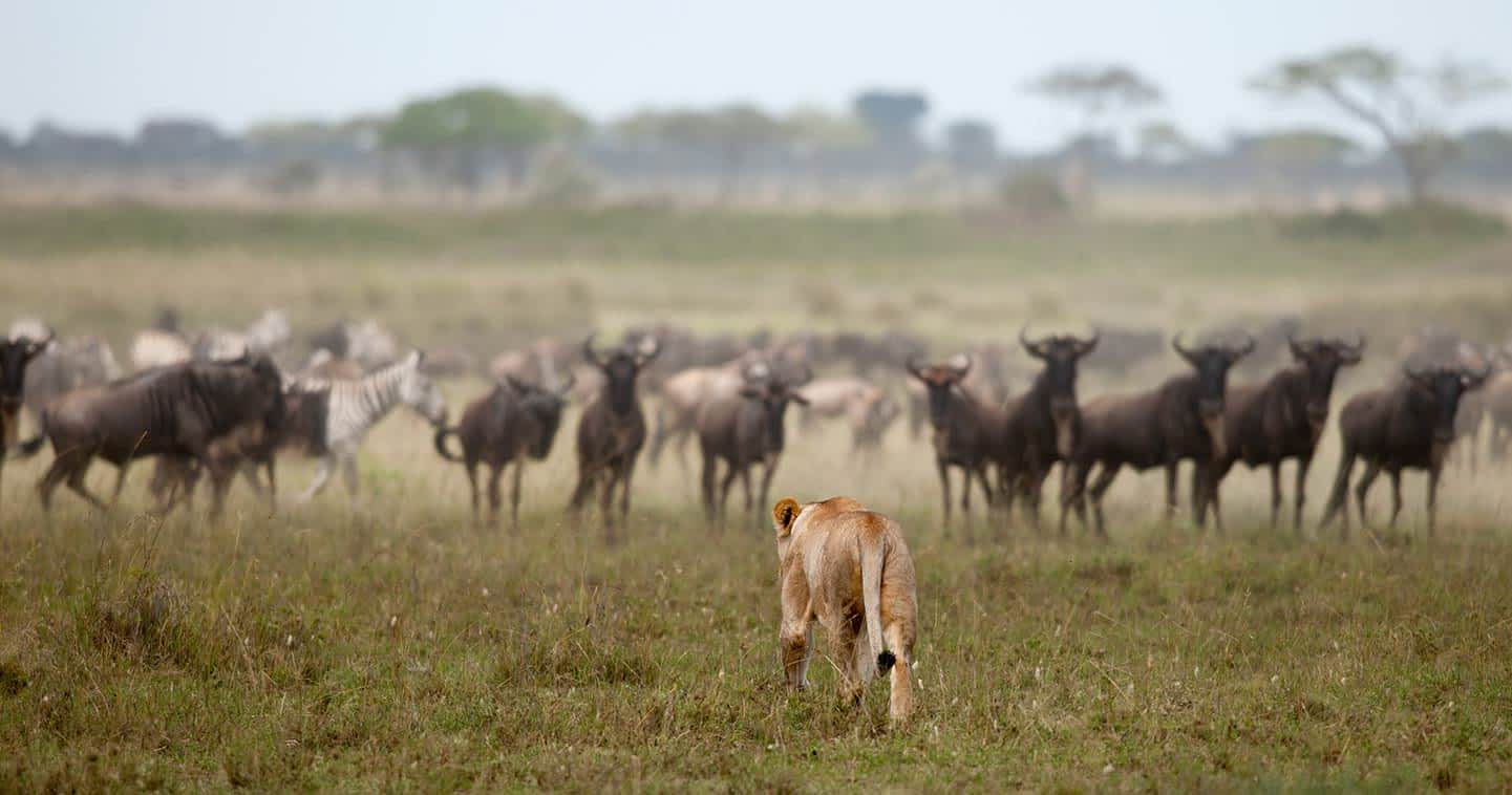 Ultimate 12-Day Tanzania Adventure | Serengeti Safari, Kilimanjaro Hike & Zanzibar Beaches.