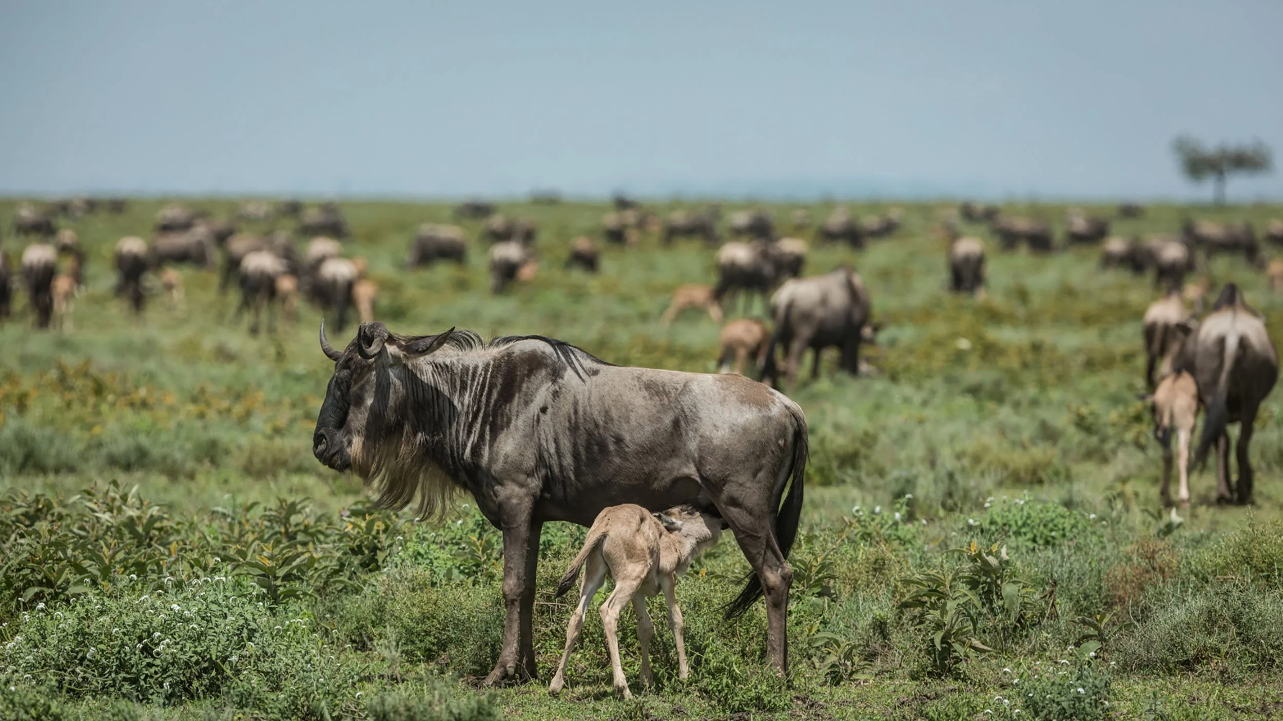 Photographic Safari in Tanzania