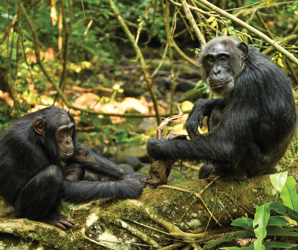 Chimpanzee Trekking in Tanzania | Explore Gombe, Mahale & Rubondo