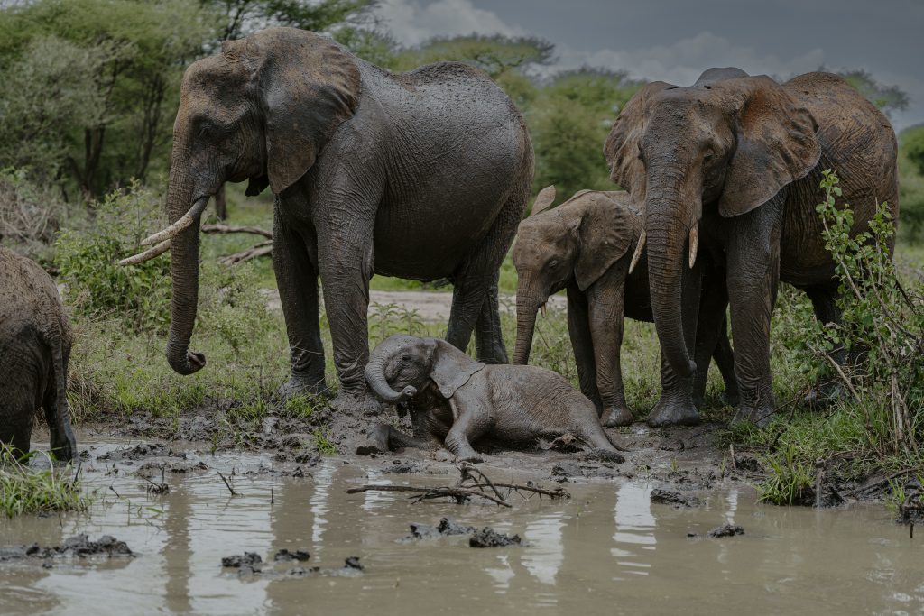 Tarangire National Park