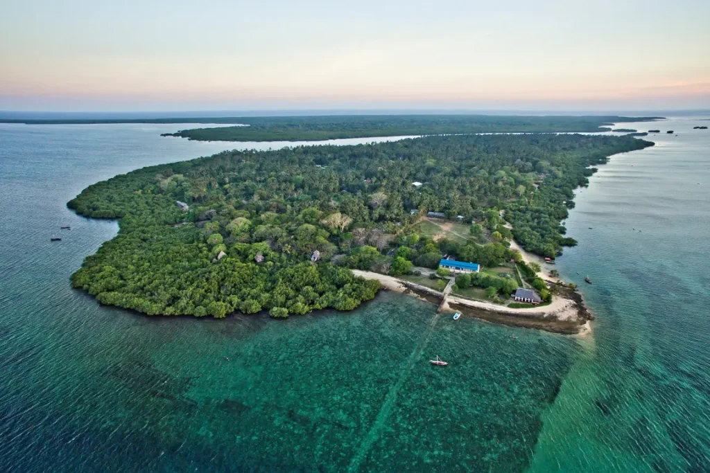 6 day The Ultimate Eco-Safari in Mafia Island | Giants, Mangroves & Marine Wonders