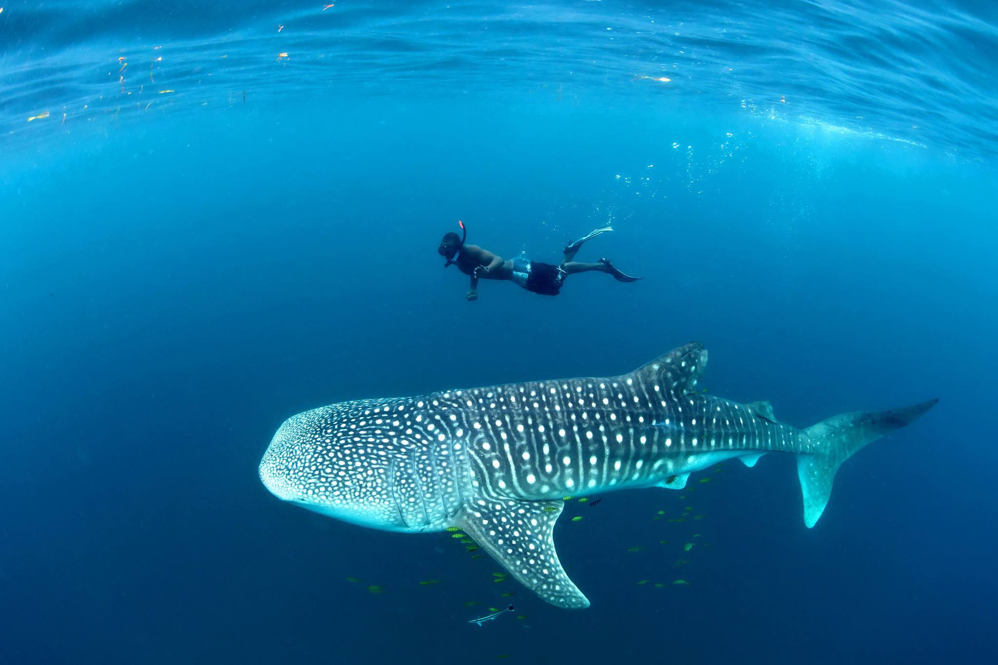 6- day The Ultimate Eco-Safari in Mafia Island | Giants, Mangroves & Marine Wonders