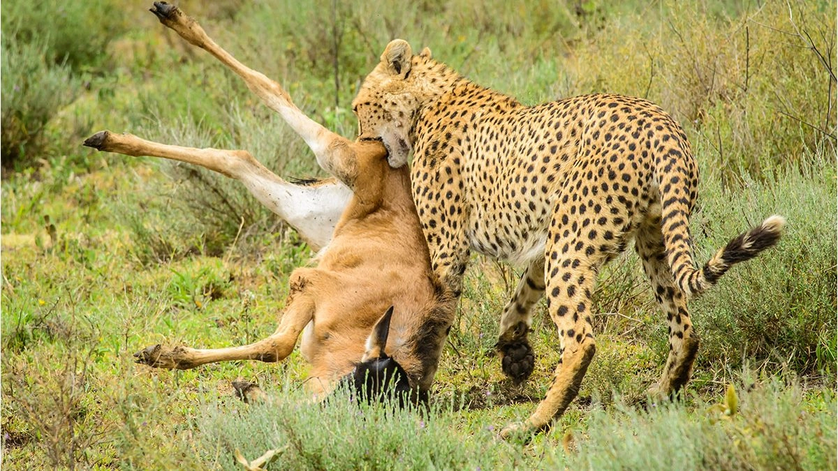 10-Day Tanzania Safari & Mafia Island Family Holiday | Serengeti, Ngorongoro & Beach Escape