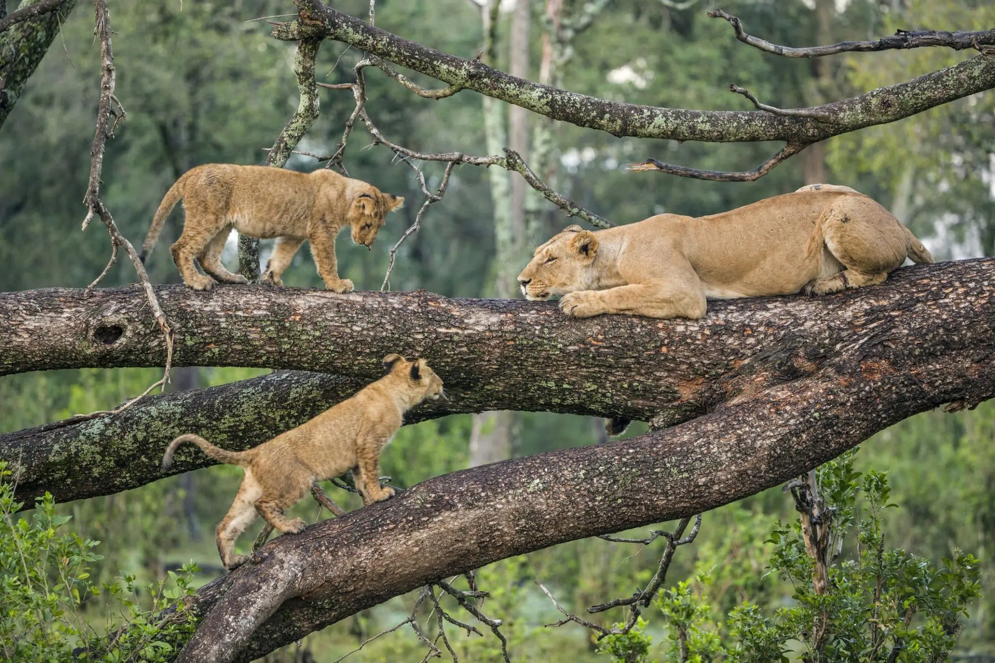 6 Days Best of Northern Tanzania Safari | Serengeti, Ngorongoro Crater & Tarangire.