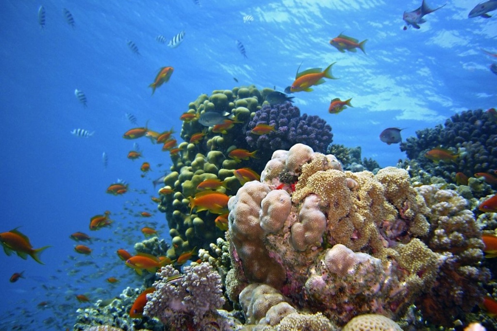 6- day The Ultimate Eco-Safari in Mafia Island | Giants, Mangroves & Marine Wonders