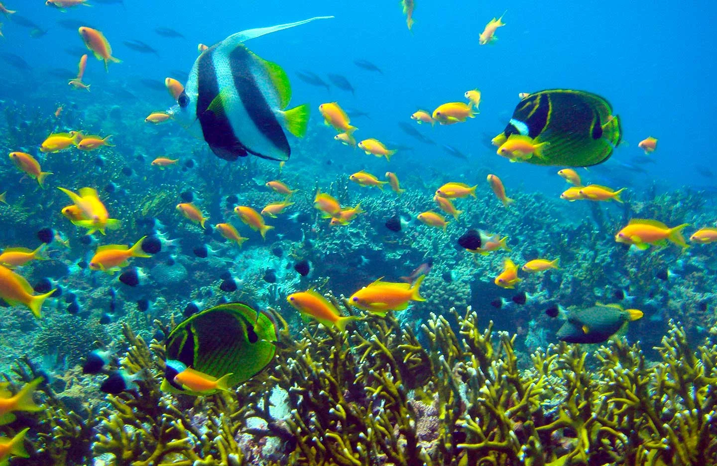 mafia_island_tanzania_under_water_1