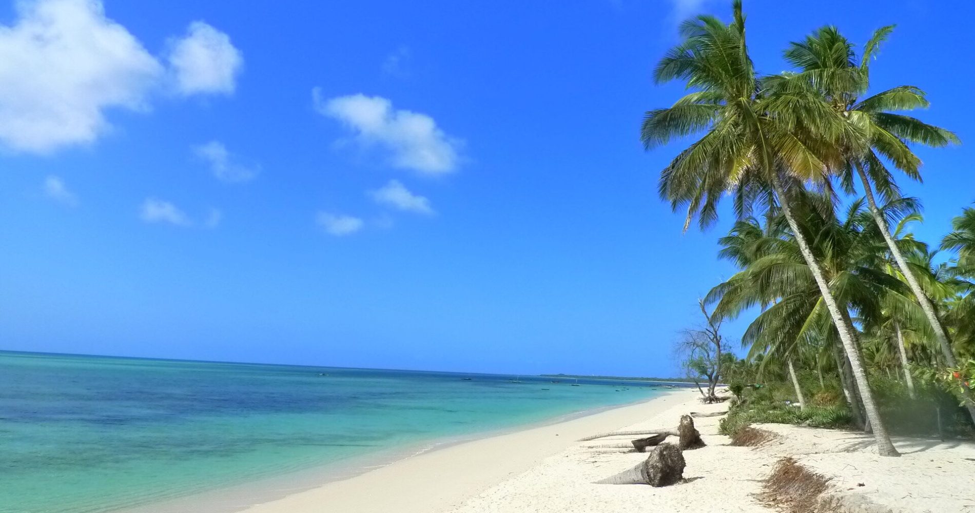 6- day The Ultimate Eco-Safari in Mafia Island | Giants, Mangroves & Marine Wonders