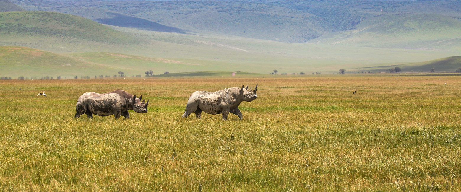10-Day Tanzania Safari & Mafia Island Family Holiday | Serengeti, Ngorongoro & Beach Escape