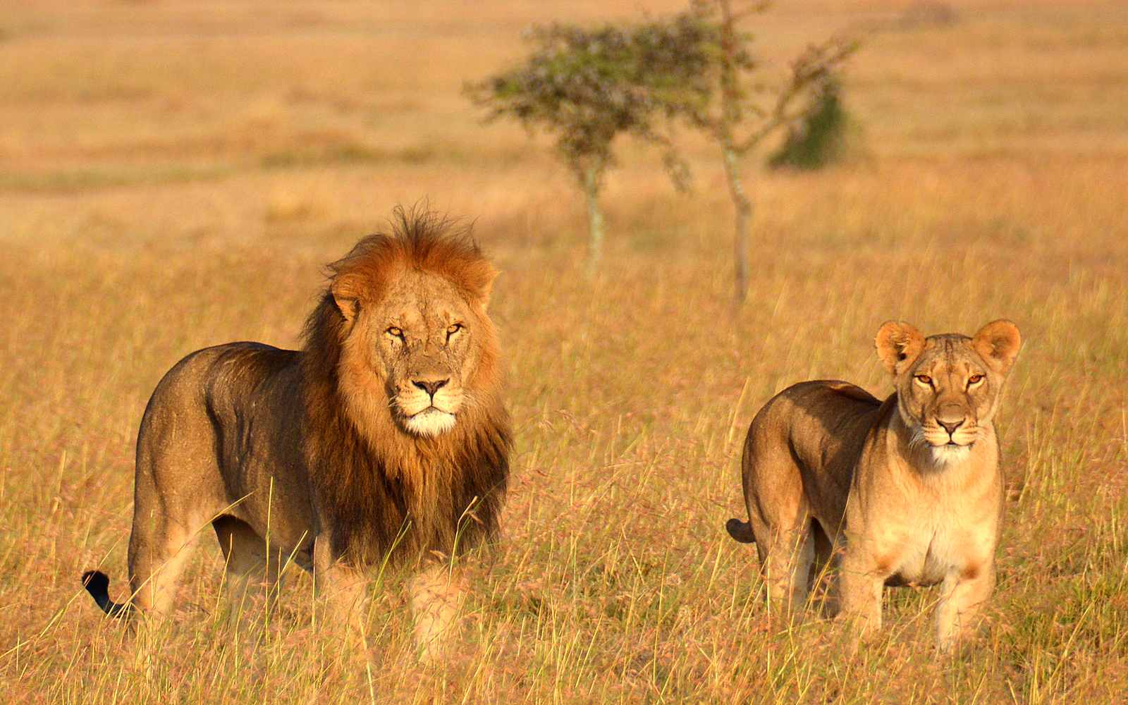 10-Day Tanzania Safari & Mafia Island Family Holiday | Serengeti, Ngorongoro & Beach Escape