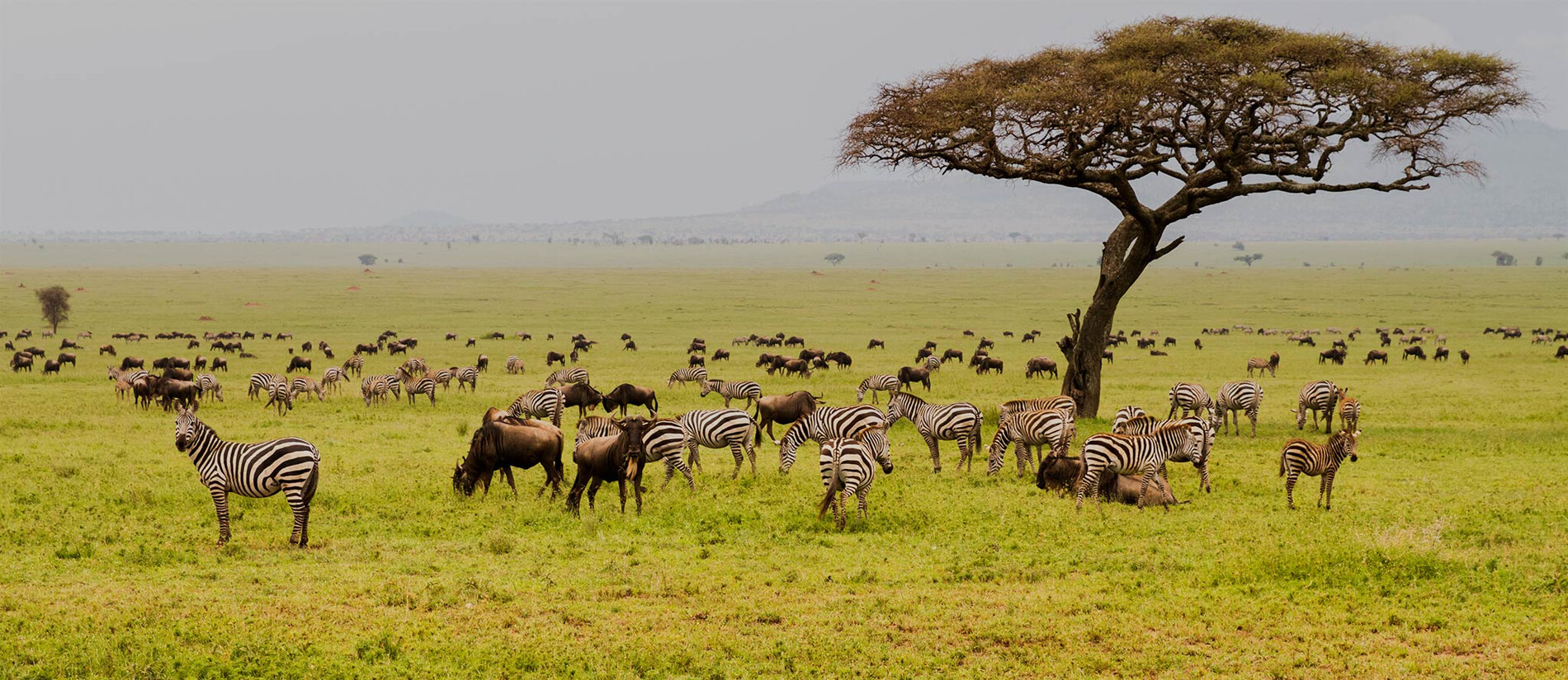 6 Days Best of Northern Tanzania Safari | Serengeti, Ngorongoro Crater & Tarangire.