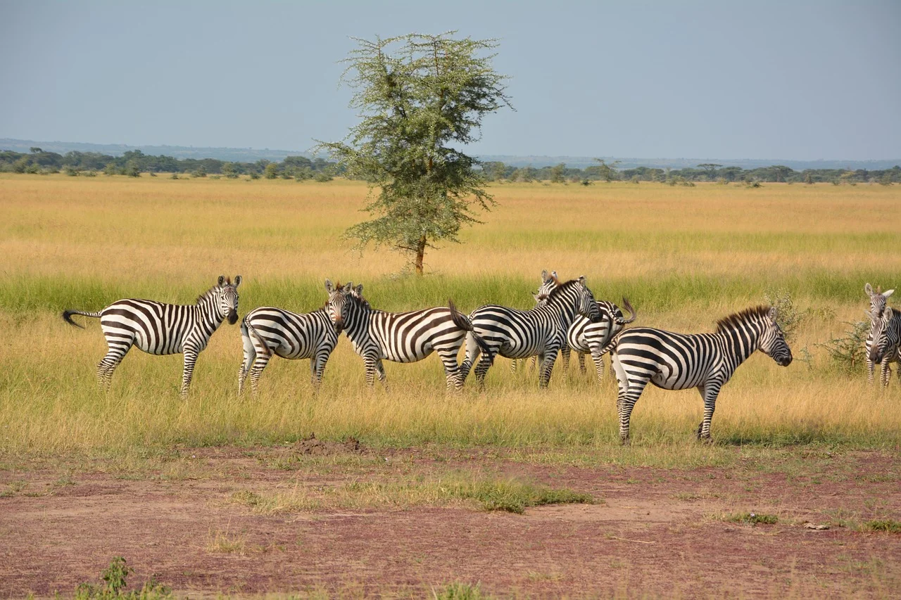 10-Day Tanzania Safari & Mafia Island Family Holiday | Serengeti, Ngorongoro & Beach Escape