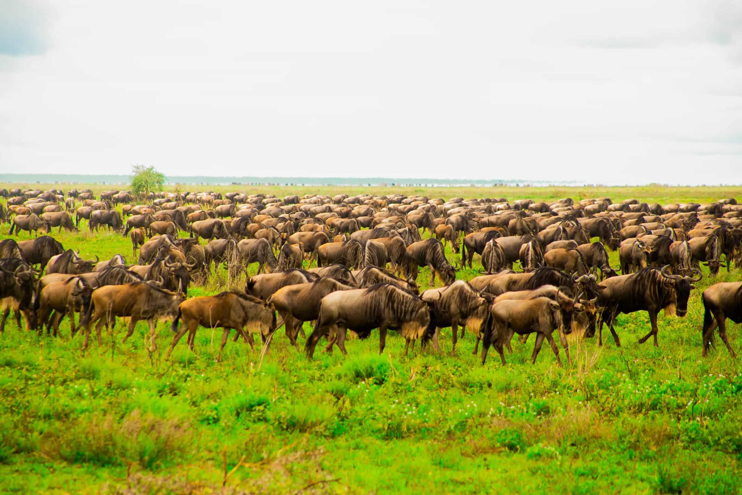 Serengeti National Park Safari – Endless Plains and Big Cats