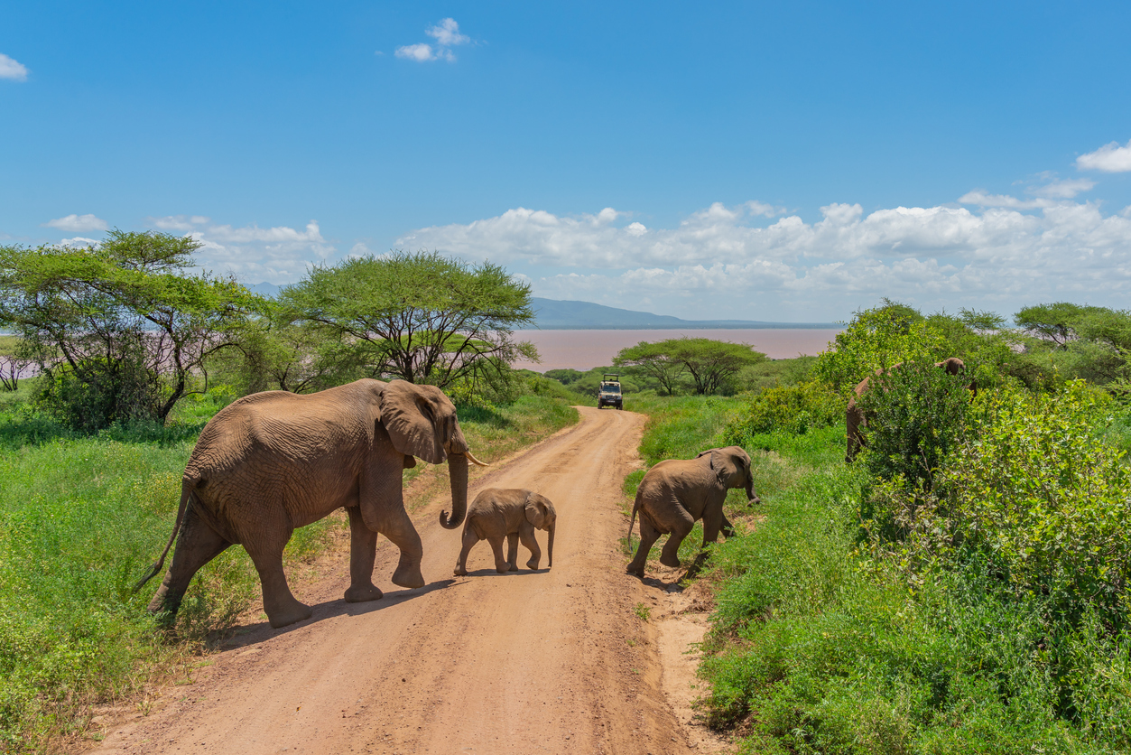 10-Day Tanzania Safari & Mafia Island Family Holiday | Serengeti, Ngorongoro & Beach Escape