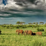 11-Day Tanzania Wildlife & Hiking Safari | Serengeti, Ngorongoro & Kilimanjaro
