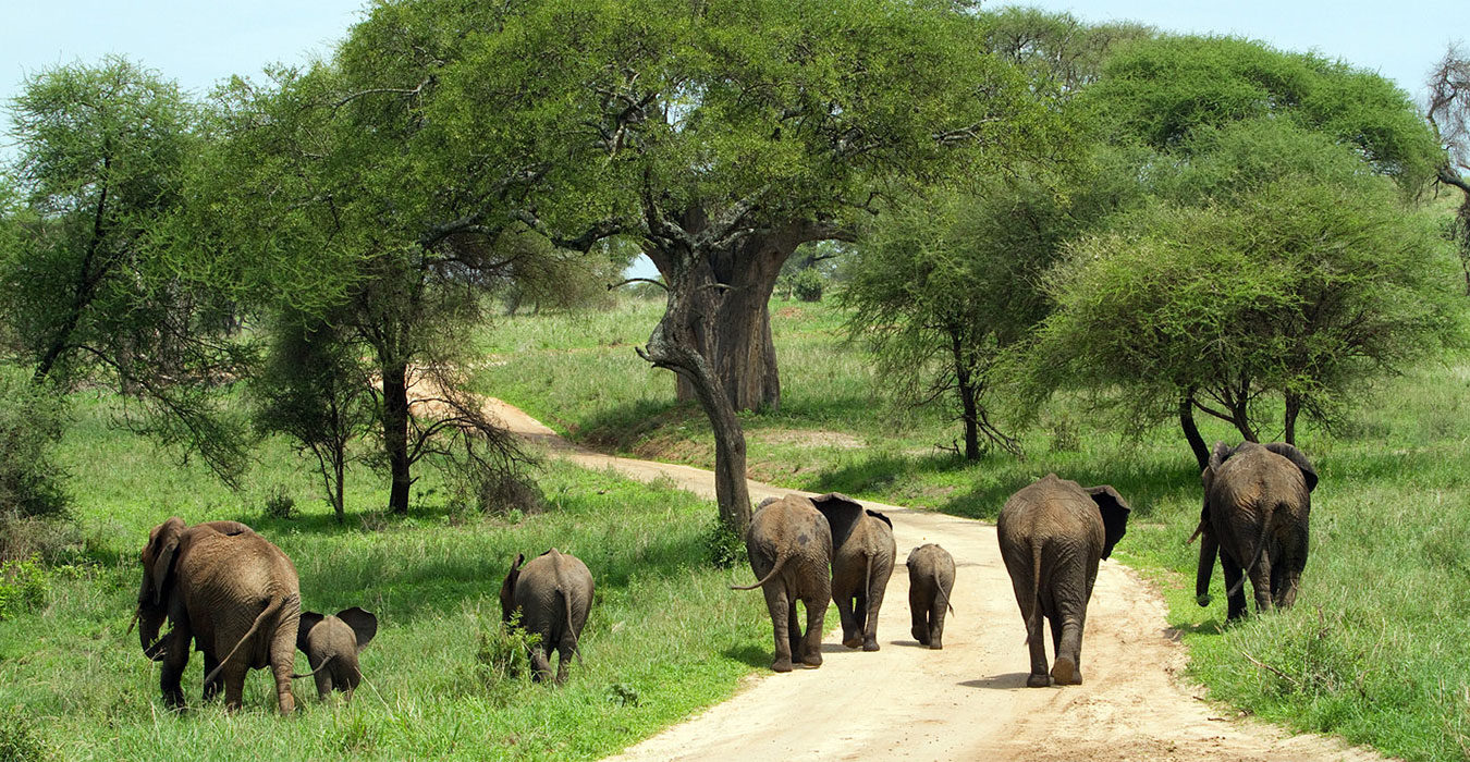 6 Days Best of Northern Tanzania Safari | Serengeti, Ngorongoro Crater & Tarangire.