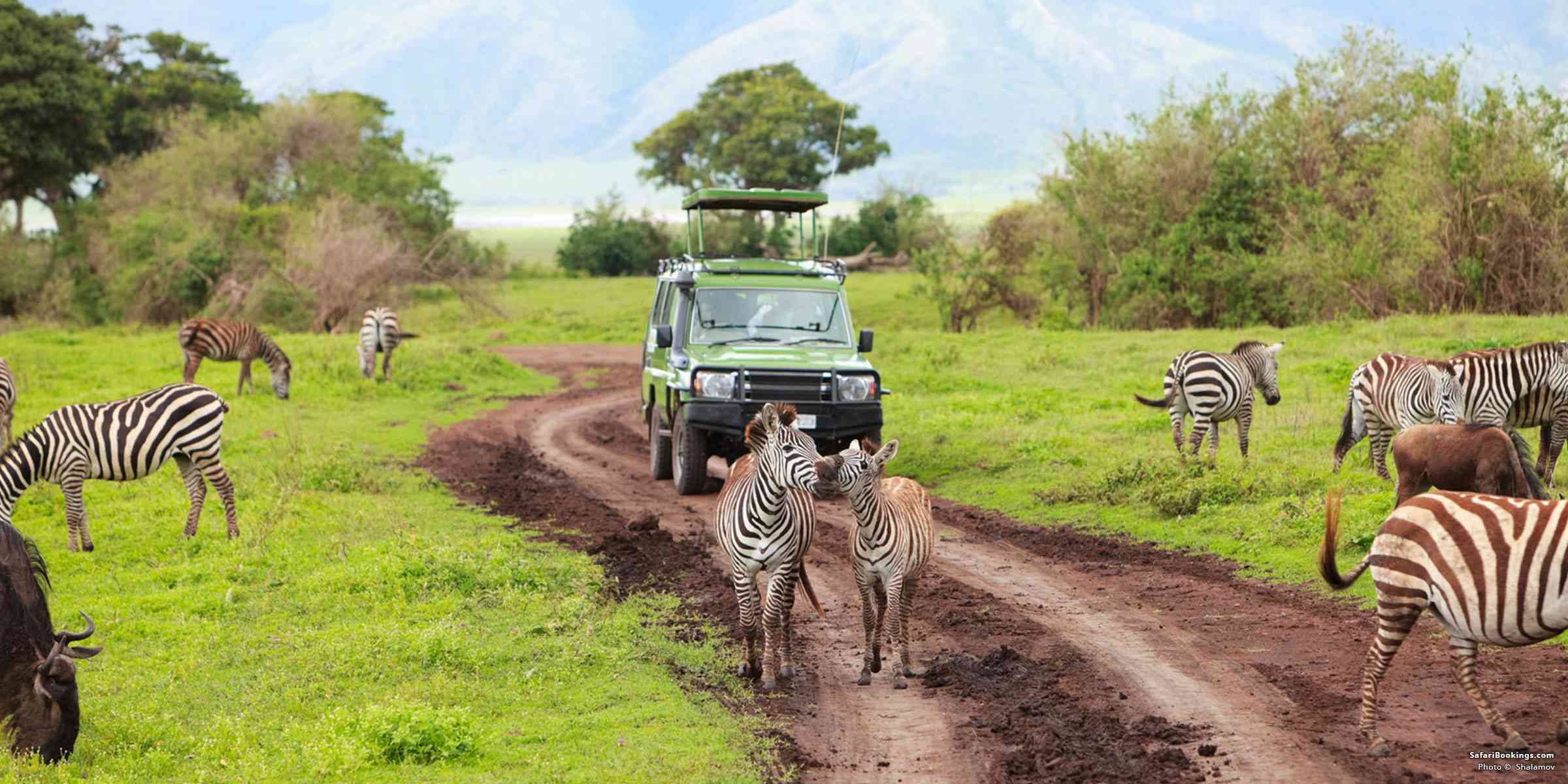 Professional Tanzania safari operator with custom Tanzania safari packages