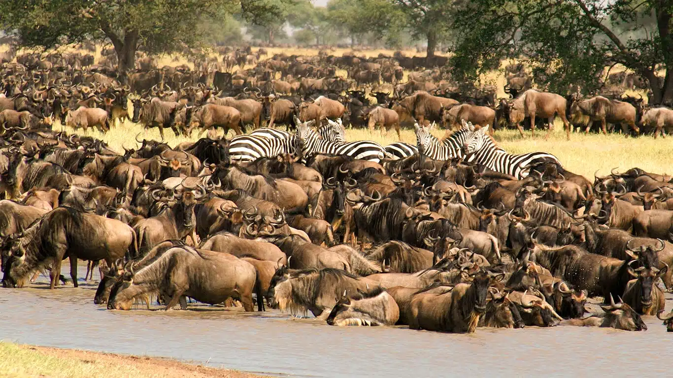 Serengeti Migration Safari during Mara River crossings