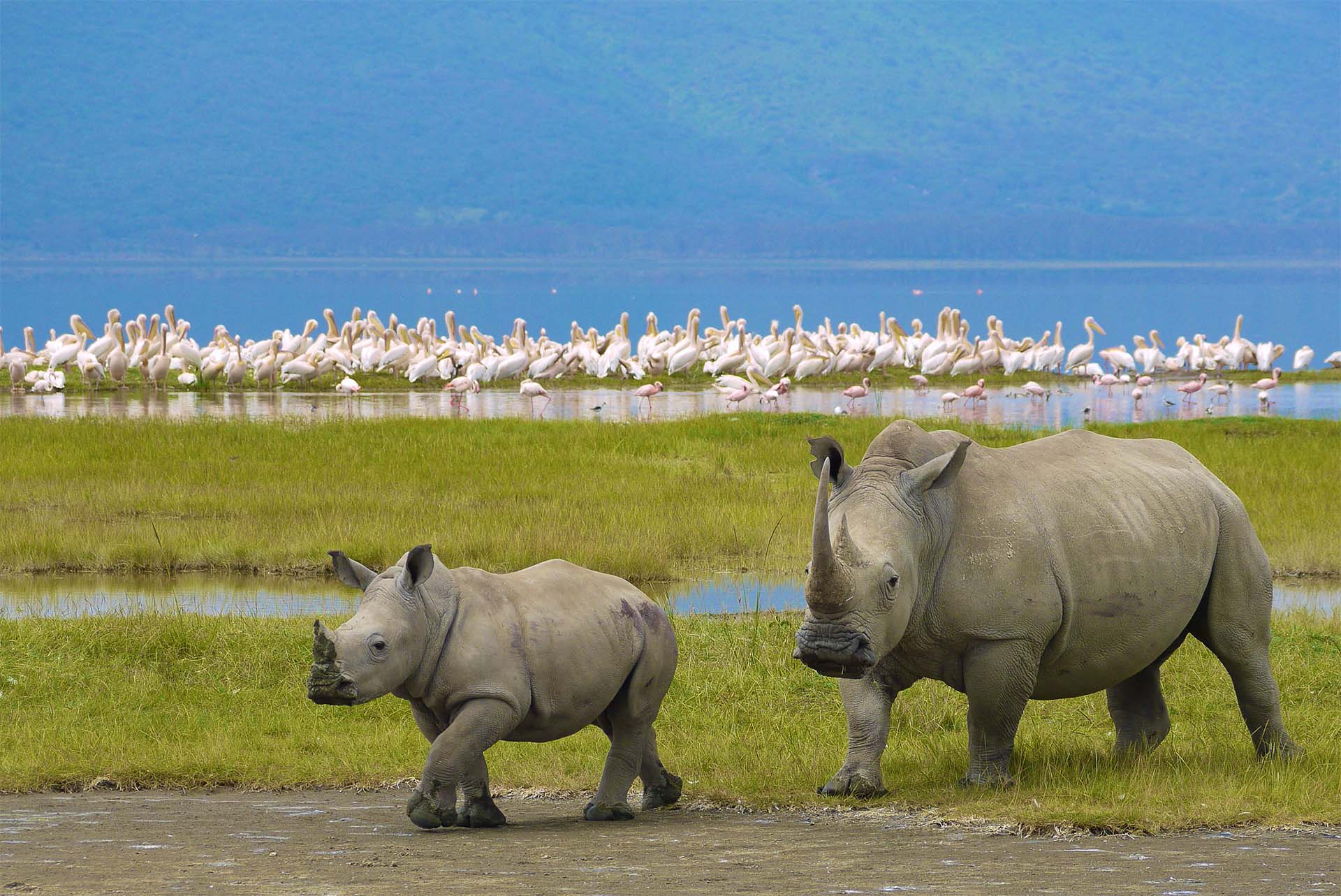best Tanzania safari itineraries featuring Serengeti Ngorongoro Tarangire and Northern Circuit safari for first-time visitors