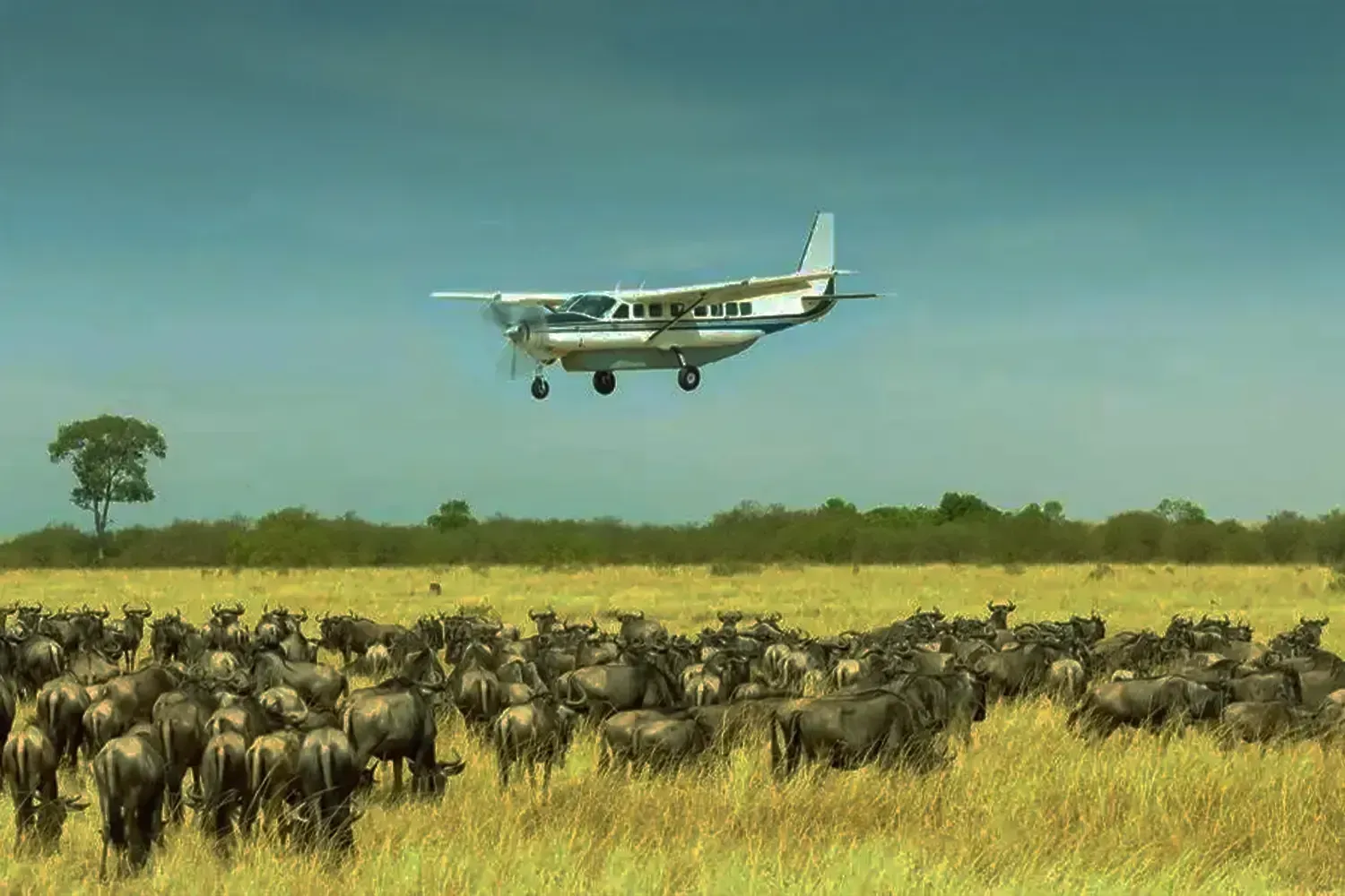 Planning a Tanzania Fly-In Safari Your Ultimate Guide.