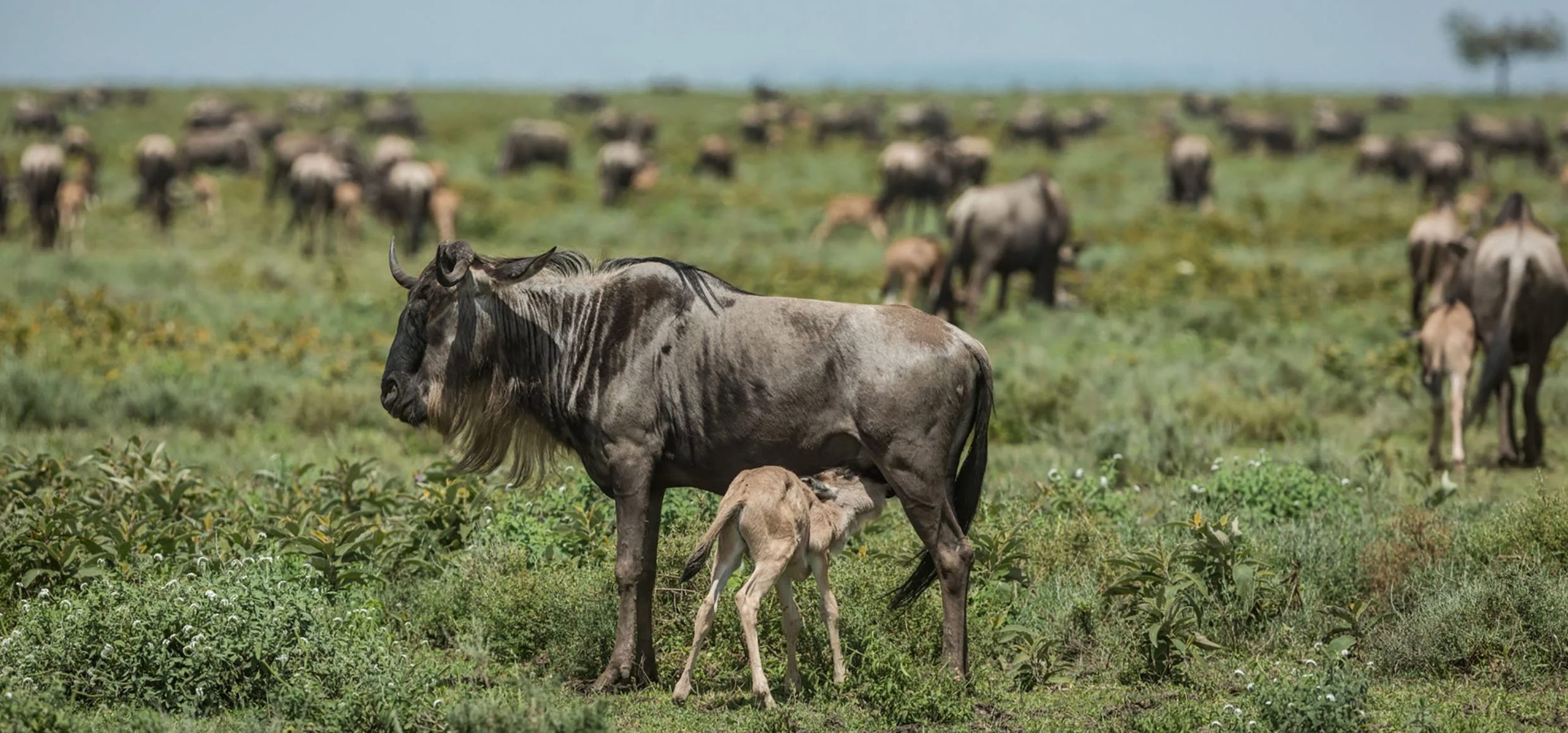 best time to visit Serengeti month by month showing migration seasons wildlife highlights and safari calendar