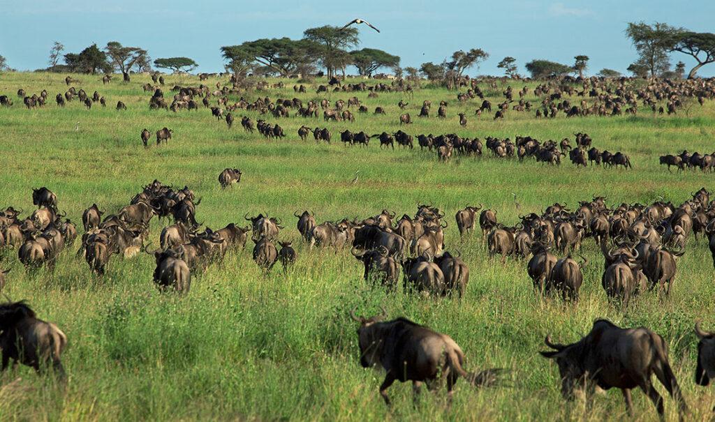 best time to visit Serengeti month by month showing migration seasons wildlife highlights and safari calendar