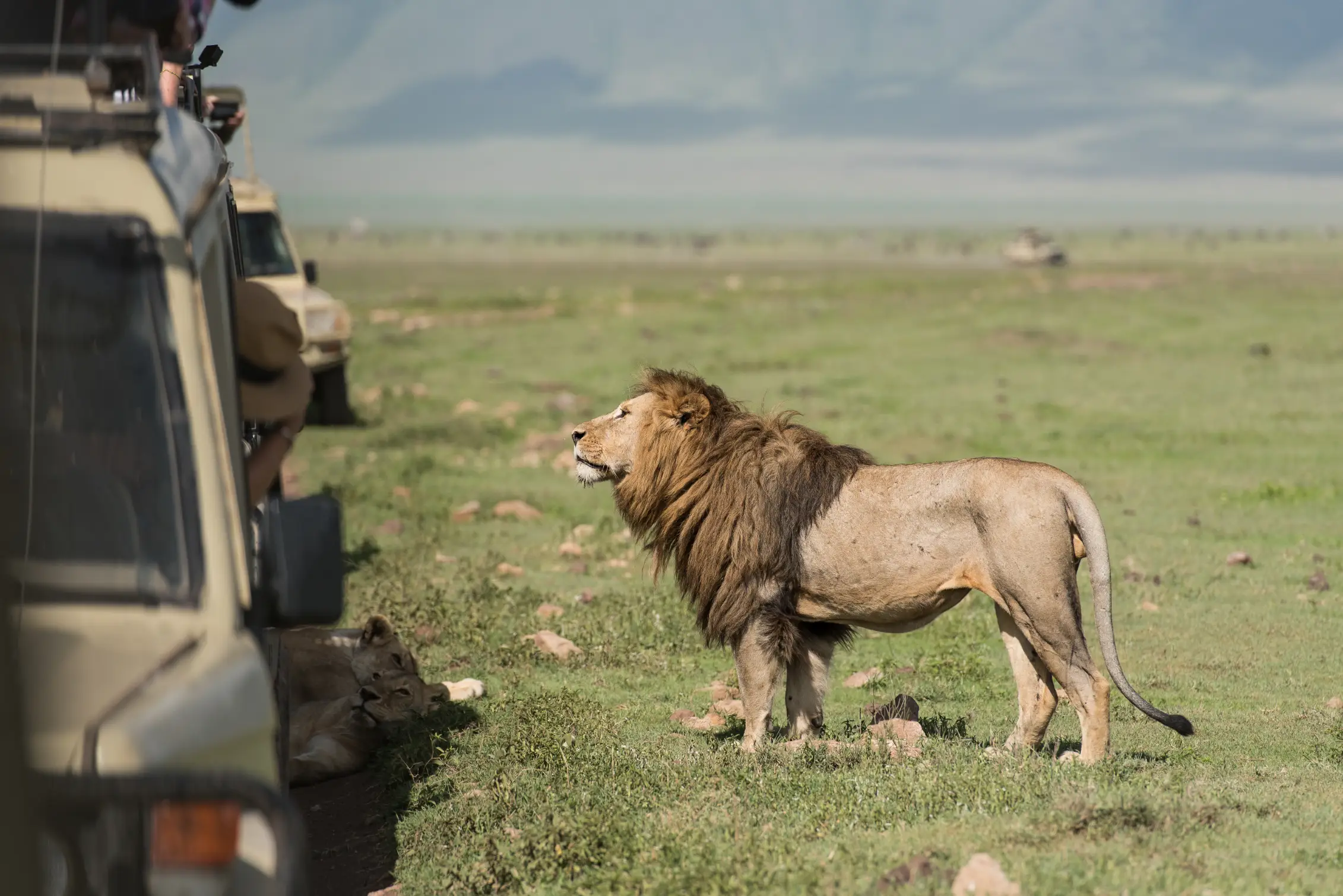 Best Safari Company in Tanzania guide helping travelers choose a reliable Tanzania safari operator