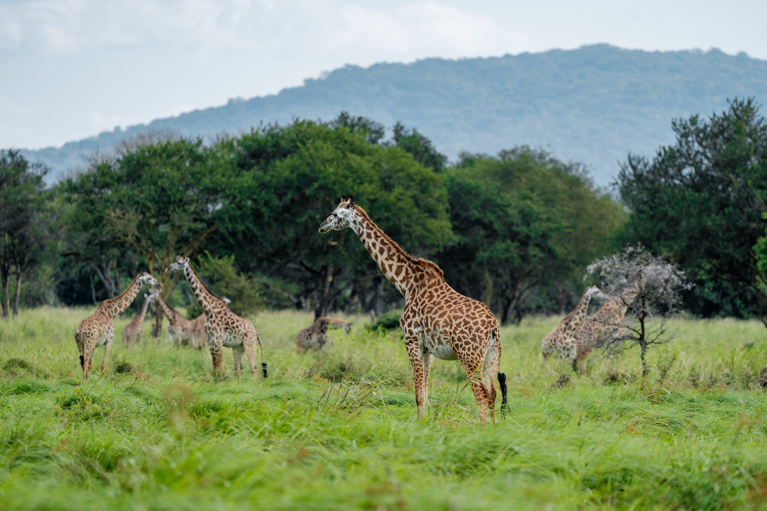 Safari days in Tanzania with wildlife viewing