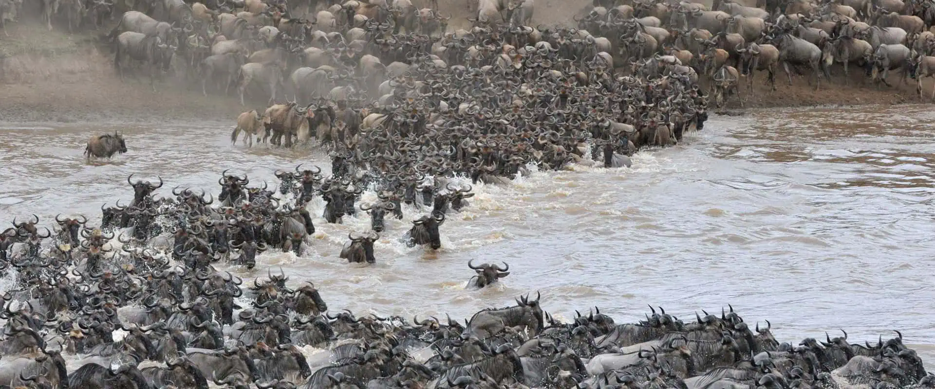 Best Safari from Zanzibar in Serengeti National Park