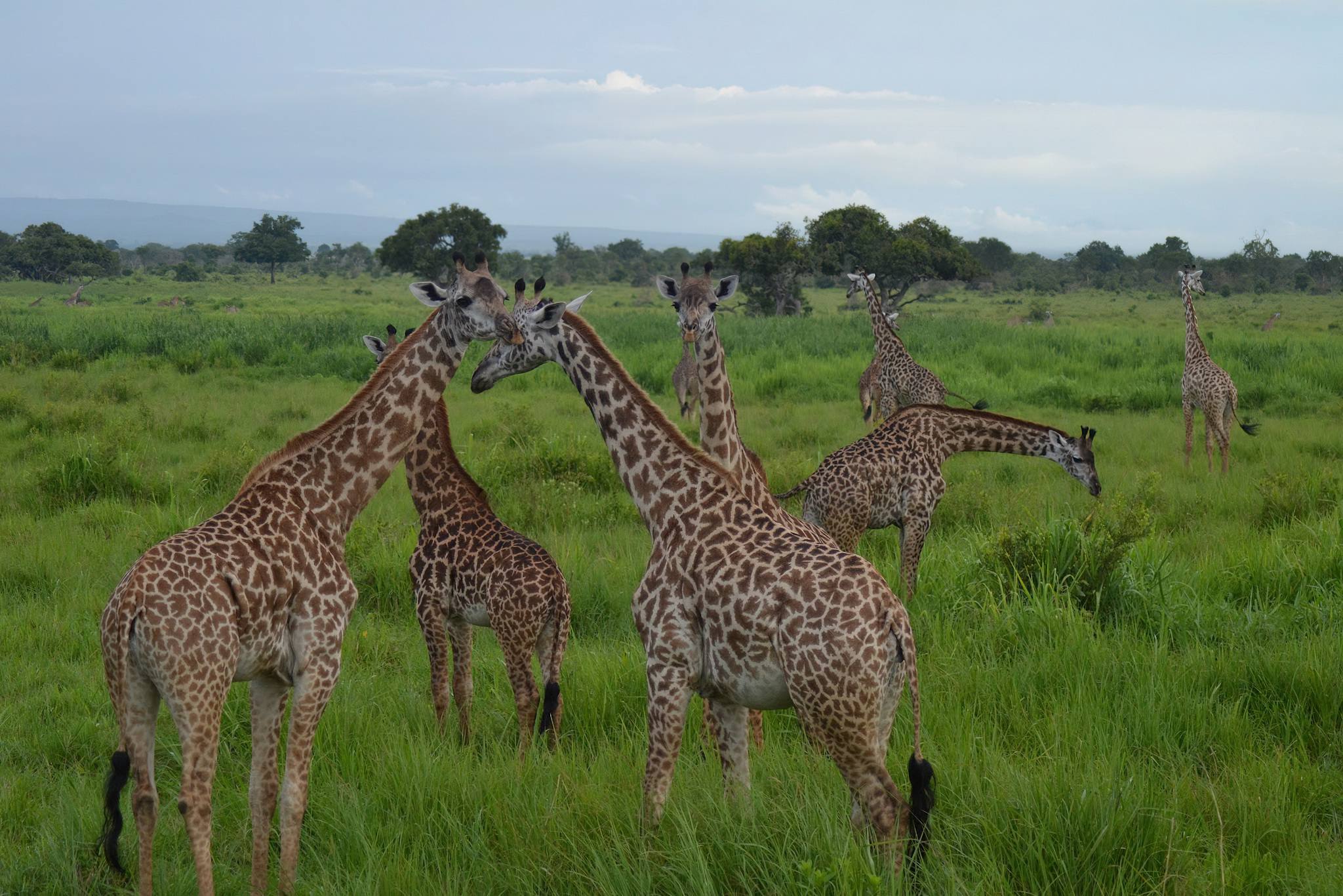 Tanzania Safari from Zanzibar Wildlife Experience