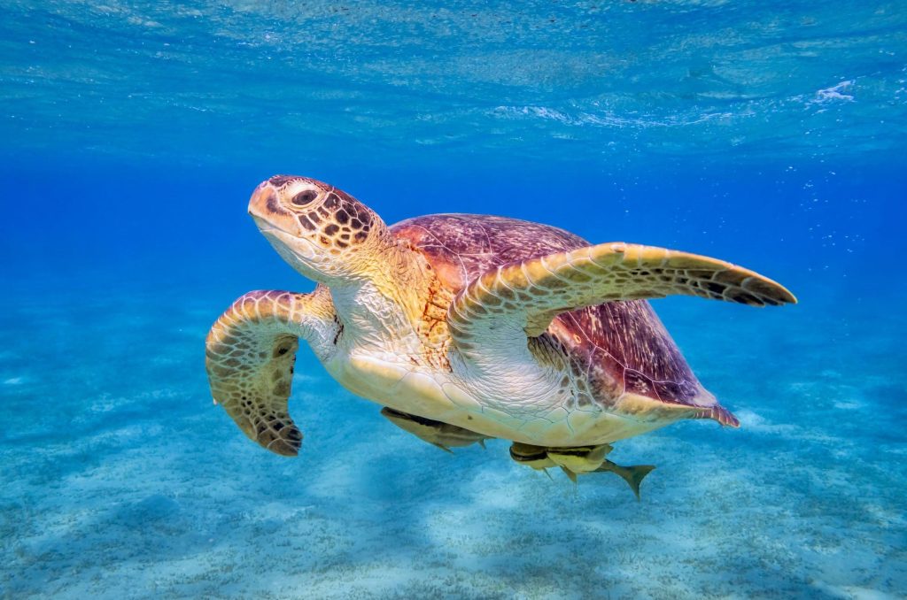 The Ultimate Guide to Swimming with Sea Turtles in Zanzibar