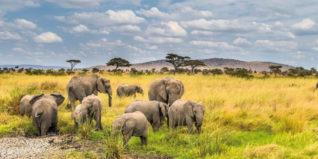 best Tanzania safari itineraries featuring Serengeti Ngorongoro Tarangire and Northern Circuit safari for first-time visitors