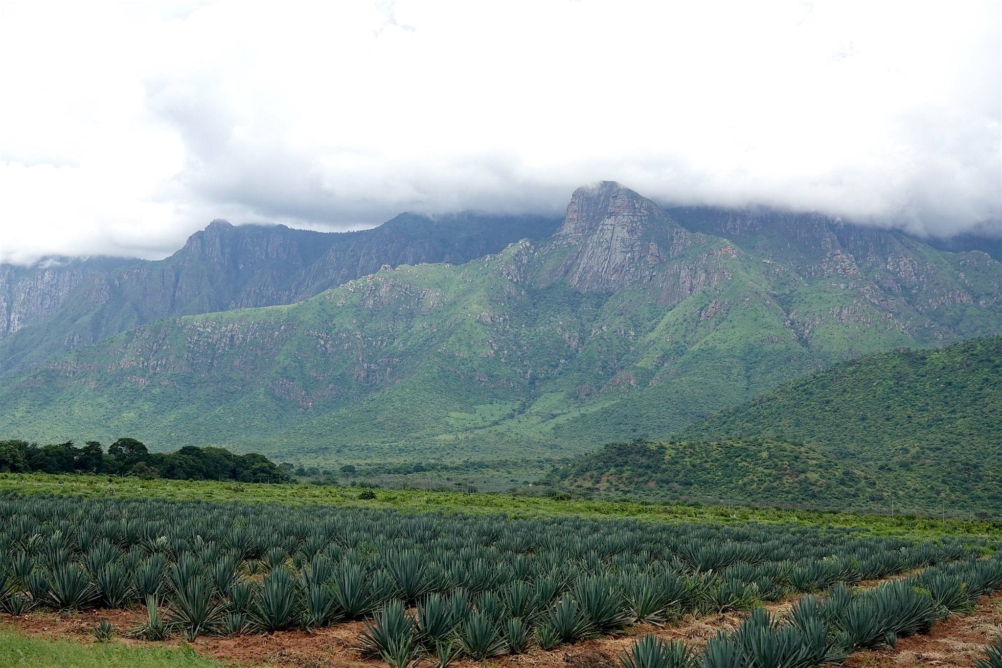 Top 5 Best Hikes in Tanzania |usambara mountain