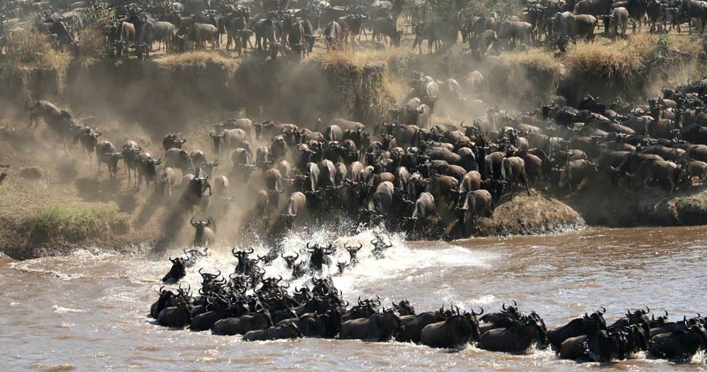 Best time for Tanzania safari and Great Migration in Serengeti National Park