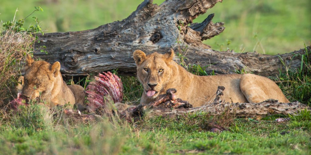 Tanzania safari seasons in Ngorongoro Crater wildlife safari