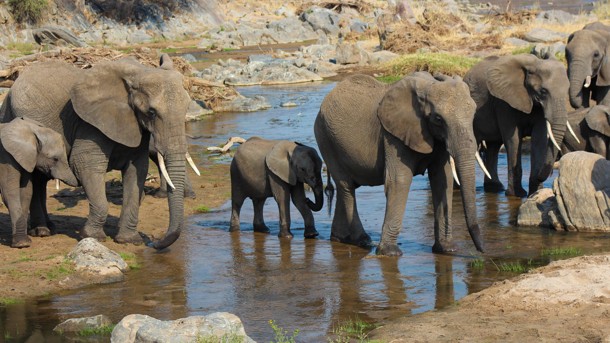 Tanzania Budget vs Mid-Range vs Luxury Safari accommodation comparison in Serengeti National Park