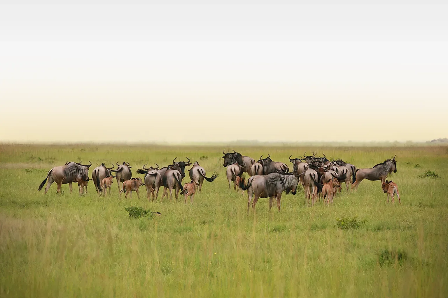 Best time for Tanzania safari during wildebeest calving season