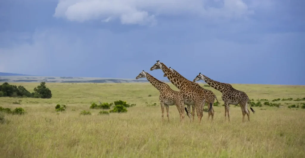best time to visit Serengeti month by month showing migration seasons wildlife highlights and safari calendar