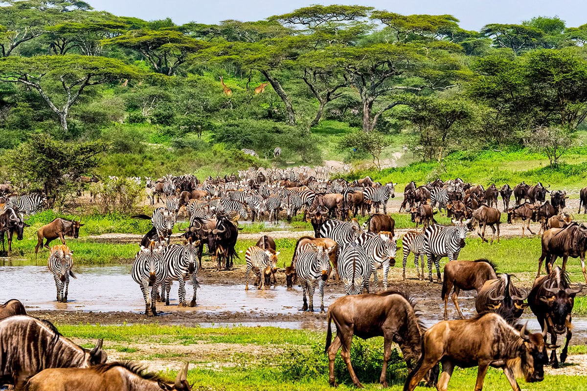 best time to visit Serengeti month by month showing migration seasons wildlife highlights and safari calendar