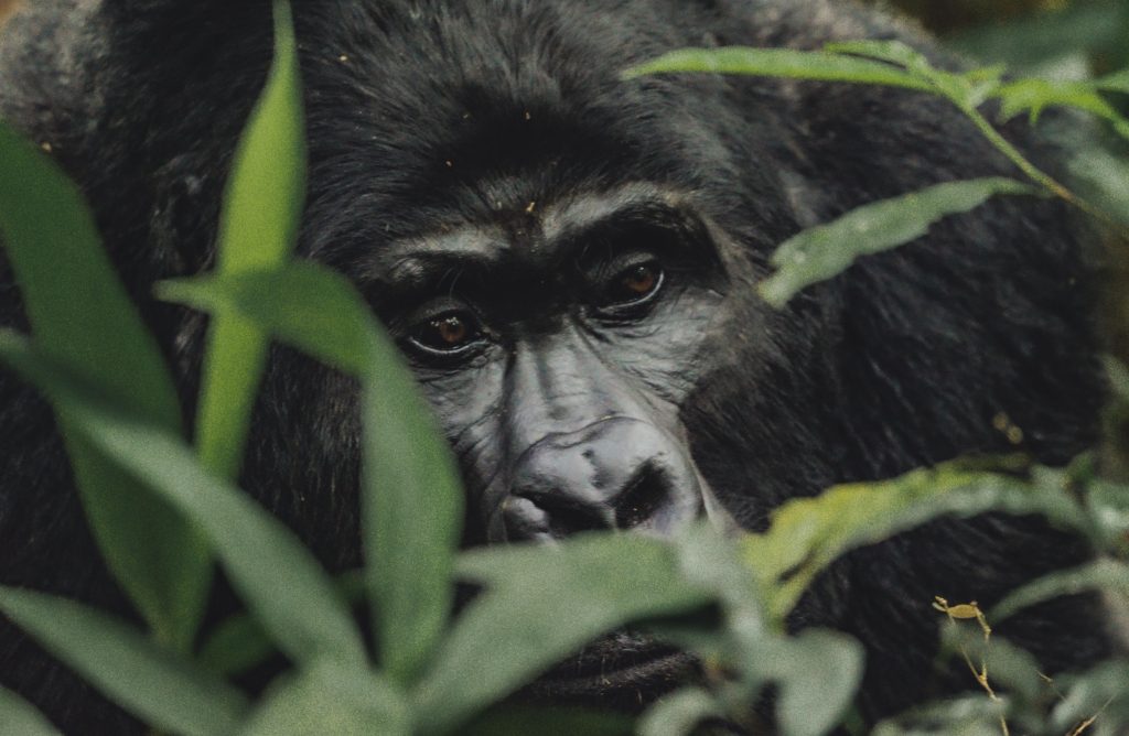 7-Day Tanzania Safari & Rwanda Gorilla Trekking Adventure